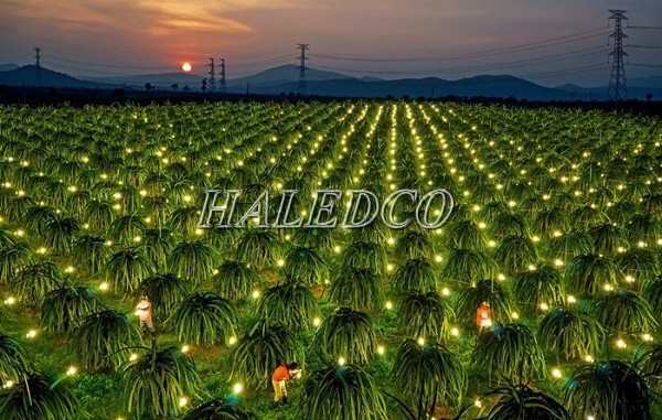 Lợi ích ánh sáng đèn LED tăng năng suất cây trồng