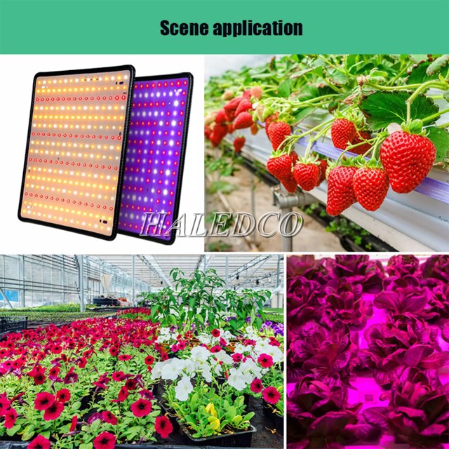 Đèn LED trồng cây trong nhà mẫu 4 được sử dụng rộng rãi