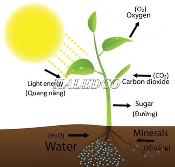 Vai trò của ánh sáng mặt trời đối với thực vật