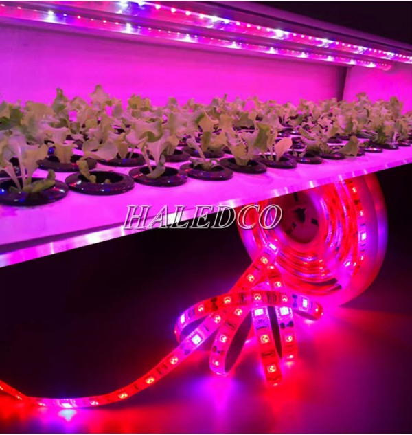 Đèn LED trồng cây thủy canh 1m